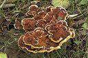BUITEN BEELD Foto: 358504