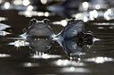 BUITEN BEELD Foto: 358518