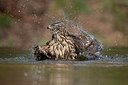 BUITEN BEELD Foto: 358579