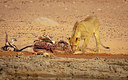 BUITEN BEELD Foto: 358640