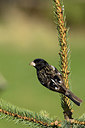 BUITEN BEELD Foto: 358715