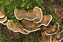 BUITEN BEELD Foto: 358738