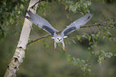 BUITEN BEELD Foto: 358750