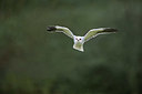 BUITEN BEELD Foto: 358751