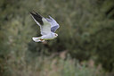 BUITEN BEELD Foto: 358752