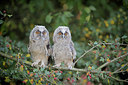 BUITEN BEELD Foto: 358766