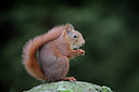 BUITEN BEELD Foto: 358830