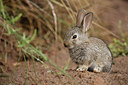 BUITEN BEELD Foto: 358839