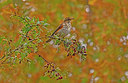 BUITEN BEELD Foto: 358847