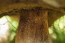 BUITEN BEELD Foto: 358867