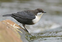 BUITEN BEELD Foto: 358970