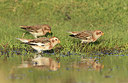 BUITEN BEELD Foto: 358980