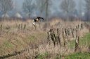 BUITEN BEELD Foto: 358989