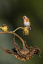 BUITEN BEELD Foto: 358996