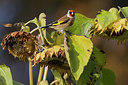 BUITEN BEELD Foto: 358998
