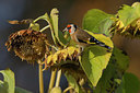 BUITEN BEELD Foto: 358999
