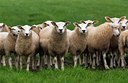 BUITEN BEELD Foto: 35017