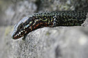 BUITEN BEELD Foto: 35042