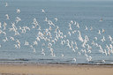 BUITEN BEELD Foto: 35054