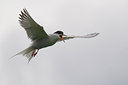 BUITEN BEELD Foto: 35058