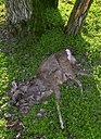 BUITEN BEELD Foto: 35090