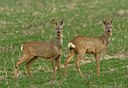 BUITEN BEELD Foto: 35103