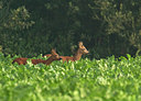 BUITEN BEELD Foto: 35108