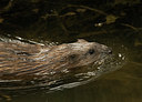 BUITEN BEELD Foto: 35112