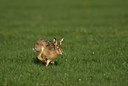 BUITEN BEELD Foto: 35115