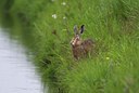 BUITEN BEELD Foto: 35118