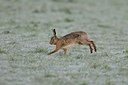 BUITEN BEELD Foto: 35122