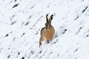 BUITEN BEELD Foto: 35125