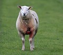 BUITEN BEELD Foto: 35129