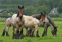 BUITEN BEELD Foto: 35136