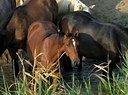 BUITEN BEELD Foto: 35140