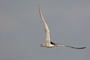 BUITEN BEELD Foto: 35152