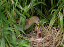 BUITEN BEELD Foto: 35158