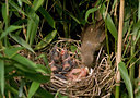 BUITEN BEELD Foto: 35160