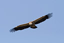 BUITEN BEELD Foto: 35165