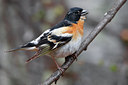 BUITEN BEELD Foto: 35214