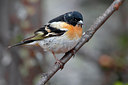 BUITEN BEELD Foto: 35215