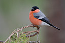 BUITEN BEELD Foto: 35223