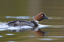 BUITEN BEELD Foto: 35233