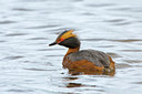 BUITEN BEELD Foto: 35272