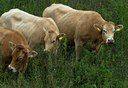 BUITEN BEELD Foto: 35280