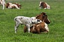 BUITEN BEELD Foto: 35287