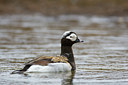 BUITEN BEELD Foto: 35379