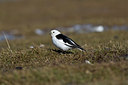 BUITEN BEELD Foto: 35387