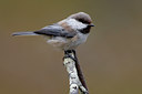BUITEN BEELD Foto: 35419