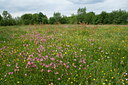 BUITEN BEELD Foto: 35446